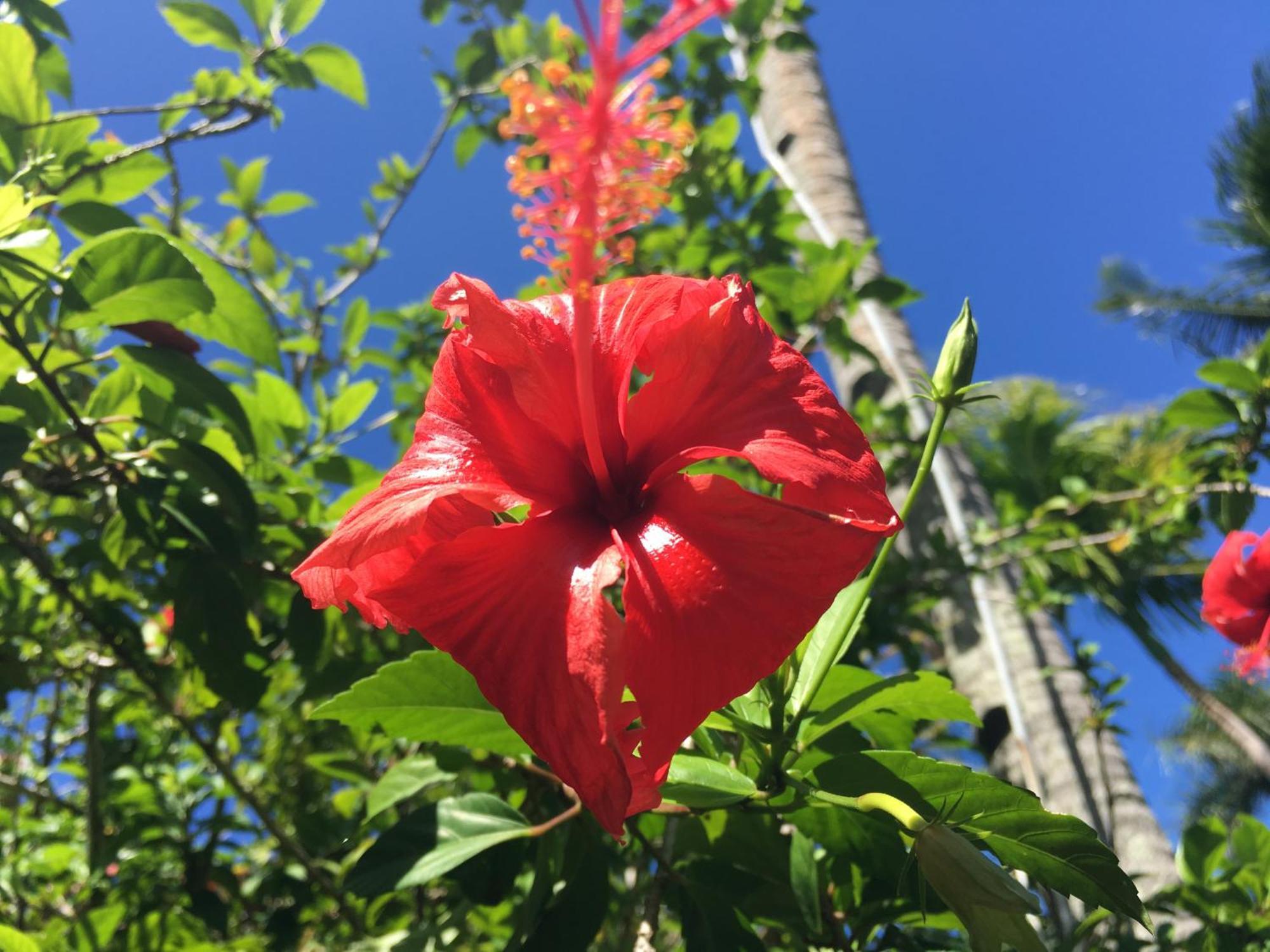 Taveuni Palms Resort Matei Buitenkant foto