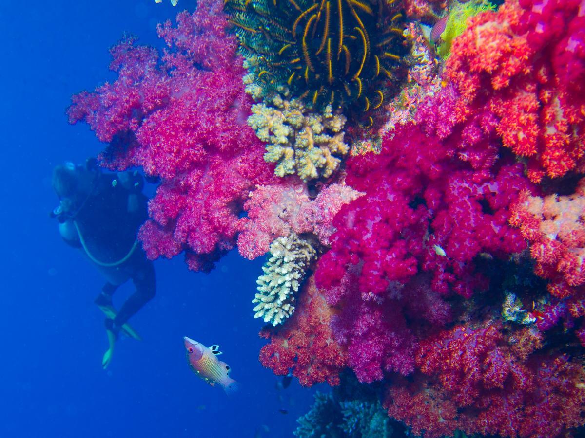 Taveuni Palms Resort Matei Buitenkant foto